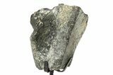 Fossil Sauropod Vertebra Section w/ Metal Stand - Colorado #294919-1